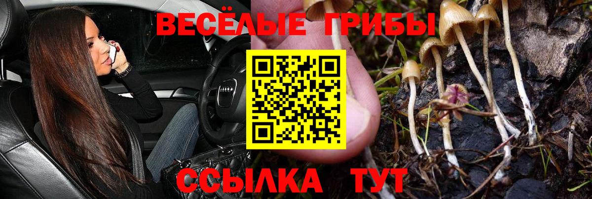 Рассказово  Галлюциногенные грибы Psilocybe  Вход с VPN  где купить наркоту  Псилоцибиновые грибы Cubensis 